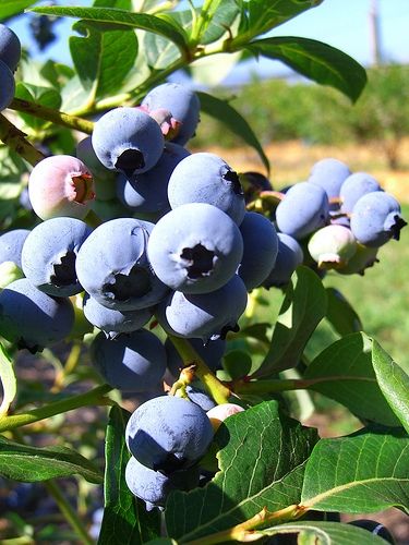 Blueberry Goodness