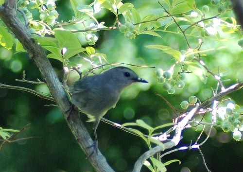 Catbird looking for a blueberry