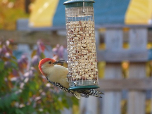 Red-bellied woodpecker at peanut feeder