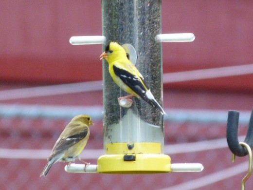 American Goldfinch pair