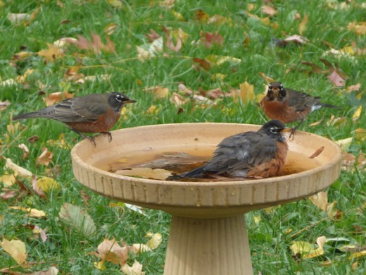 Robins in fall