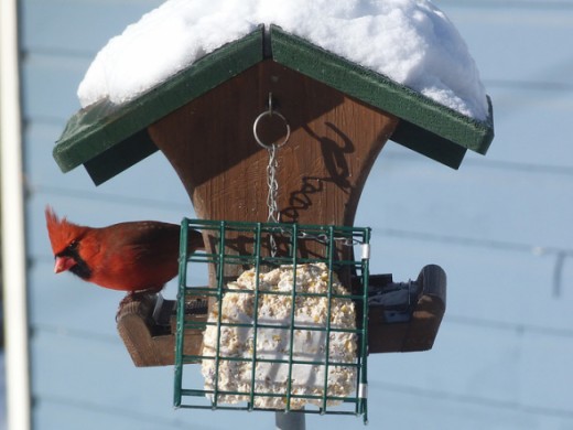 Winter cardinal