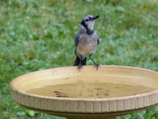 Jaunty Blue Jay