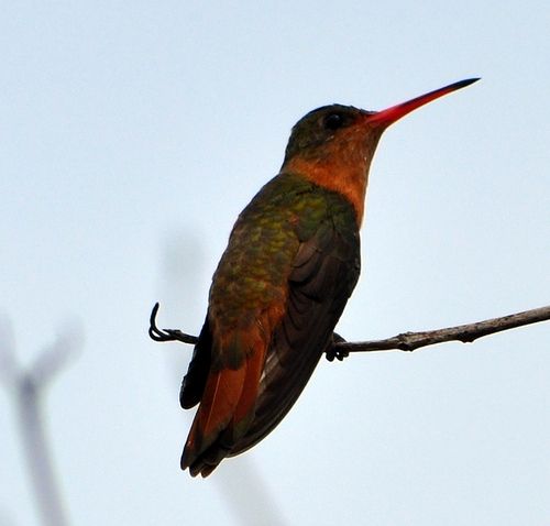 Cinnamon Hummingbird in Belize