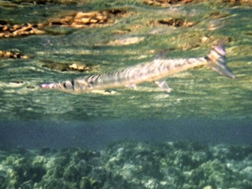 The highlight of our snorkeling stop was seeing this barracuda.