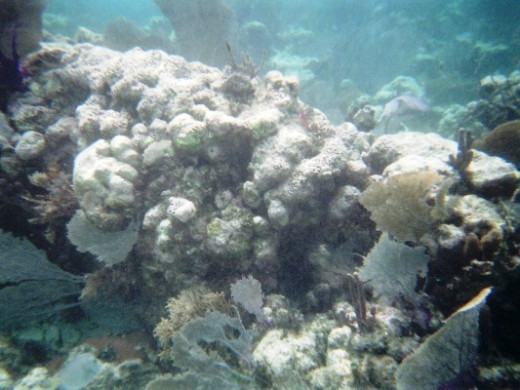 More varieties of coral and sea creatures at Hol Chan Marine Reserve