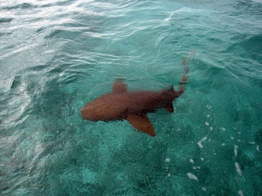 Nurse Shark at Shark Ray Alley - Hol Chan Marine Reserve, Belize