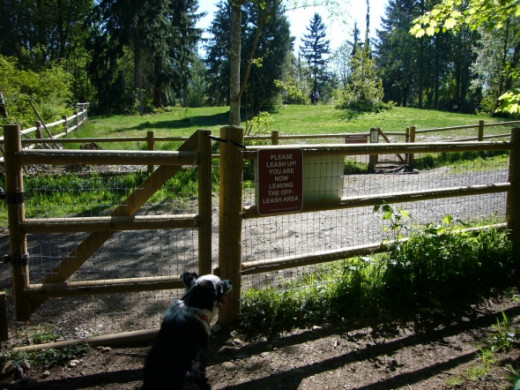 Another view of the meadow area from the forest trail area