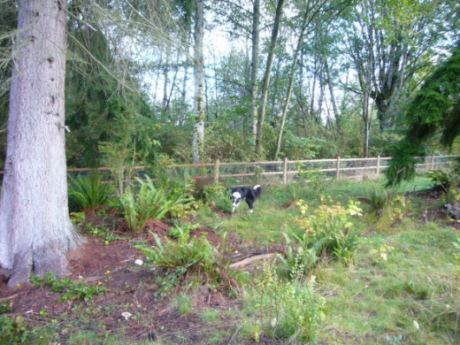 Tim finding a good scent in some shrubbery