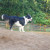 Skye on a dirt mound
