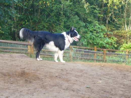 Skye on a dirt mound
