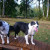 Time and Skye checking out some of the agility equipment