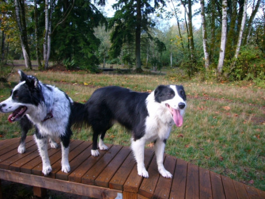 Time and Skye checking out some of the agility equipment