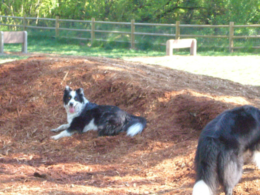 Willis Tucker Dog Park
