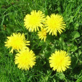 Dandelion Benefits