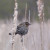 Female Red-wing Blackbird Female Red-wing Blackbird