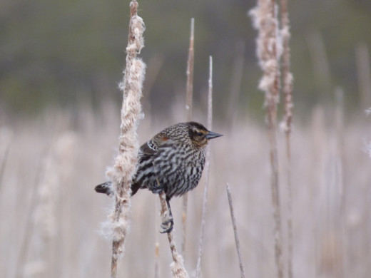 Female Red-wing Blackbird Female Red-wing Blackbird