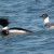 Male Red-breasted Merganser (left) and Bonaparte's Gull Male Red-breasted Merganser (left) and Bonaparte's Gull