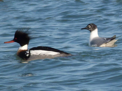 Male Red-breasted Merganser (left) and Bonaparte's Gull Male Red-breasted Merganser (left) and Bonaparte's Gull