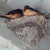 Cliff Swallows in nest, underneath picnic shelter. Cliff Swallows in nest, underneath picnic shelter.