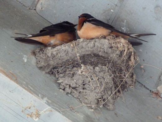 Cliff Swallows in nest, underneath picnic shelter. Cliff Swallows in nest, underneath picnic shelter.