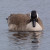 Canada Goose Canada Goose