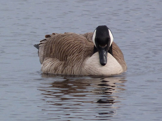 Canada Goose Canada Goose