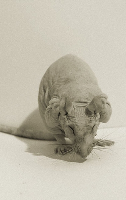 Hairless Rat cleaning itself, as rats very often do.