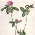 What Are the Benefits of Red Clover?