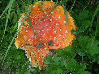 This unusual mushroom was growing near our lodge near Denali park.
