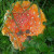 This unusual mushroom was growing near our lodge near Denali park.