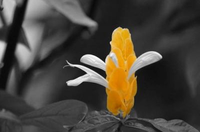 Partial Color Yellow