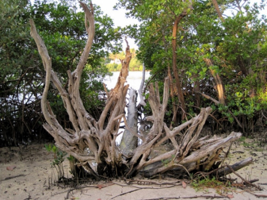 natural wood sculpture photo by mbgphoto