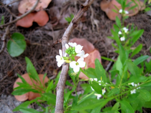 wildflower in the park photo by mbgphoto