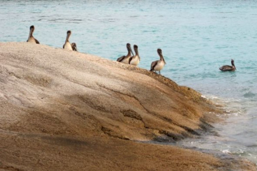 pelicans on the rocks photo by mbgphoto