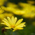 Daisy Daisy