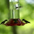 It was fascinating to watch the hummingbirds feed.