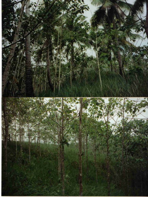 yamani trees in the farm
