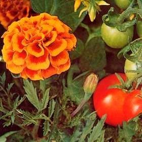 Tomatoes and French Marigolds