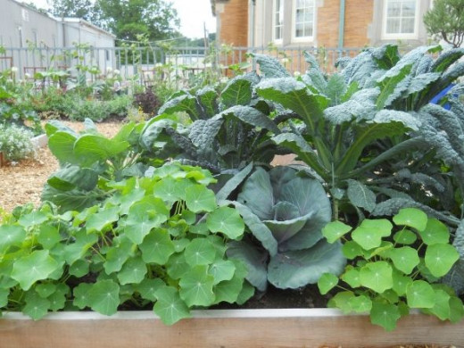 pix by porchside gardening Cabbage and Nasturtiums