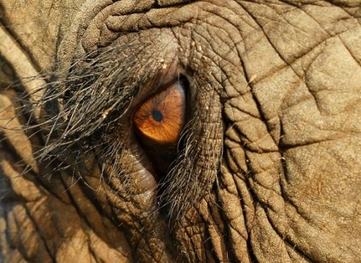 Elephant's Wrinkled Face