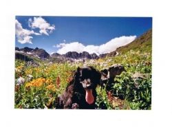 best heartworm prevention for dogs