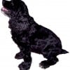 Blackspaniel1 profile image