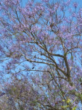 Jacaranda Trees in Bloom: My Photos