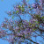Jacaranda tree flowers just opening, May 2, 2011.