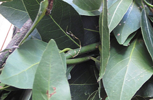 Making a homemade wreath out of bay leaves Making a homemade wreath out of bay leaves