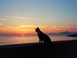 Cat on Kouros Hotel balcony, Mykonos Island, Greece