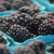 5. Wash your blackberries and place in a pie dishPhoto courtesy of Wikimedia Commons http://commons.wikimedia.org/wiki/File:Blackberries_in_containers,_2008.jpg