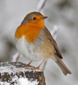 Robin in Snow