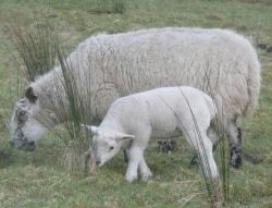 Imbolc Ewe and Lamb. Photo copyright of the author